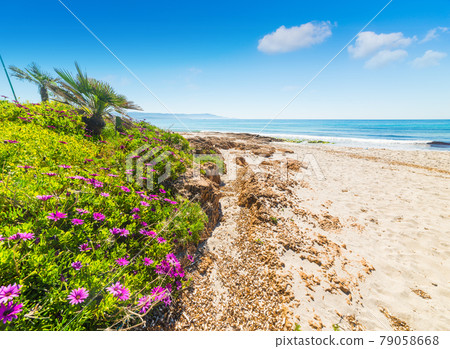 Pink flowers by the sea in Le Bombarde beach 79058668