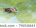 一隻會排水和游泳的鴨子 79058843