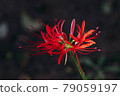晚霞中的簇狀孤挺花 79059197
