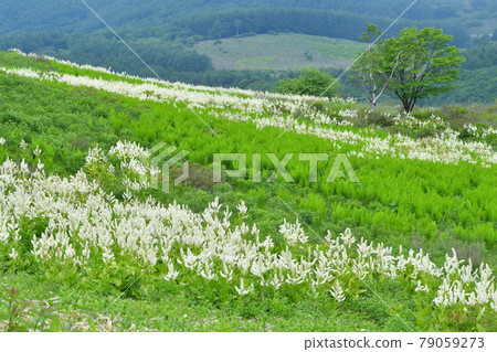 Kobaiskeishou Nagano kirigamine plateau Kobaiskeishou Nagano kirigamine plateau 79059273