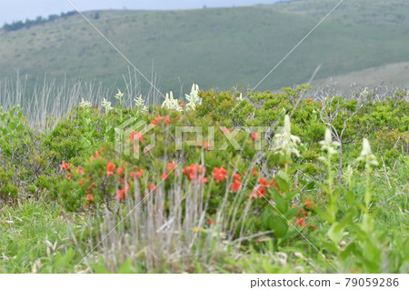 Kobaiskeishou Nagano kirigamine plateau Kobaiskeishou Nagano kirigamine plateau 79059286