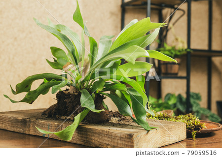 Preparing to Mount Staghorn Fern on Board 79059516