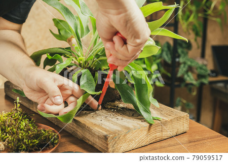 Male hands Mounting Staghorn Fern on Board 79059517