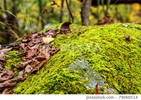 Yamanashi Prefecture Autumn leaves Shosenkyo 79060514