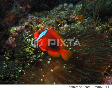 Anemone fish 79061011