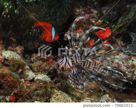 Clark's anemone and lionfish 79061013