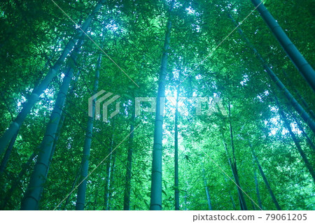 Bamboo grove Bamboo grove 79061205