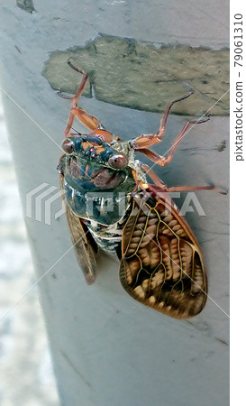 Brown cicada clinging to a pillar in the city 79061310
