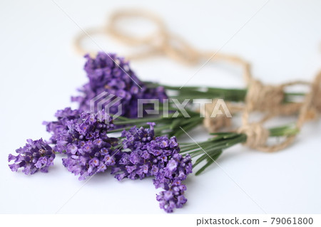 幹薰衣草花 79061800