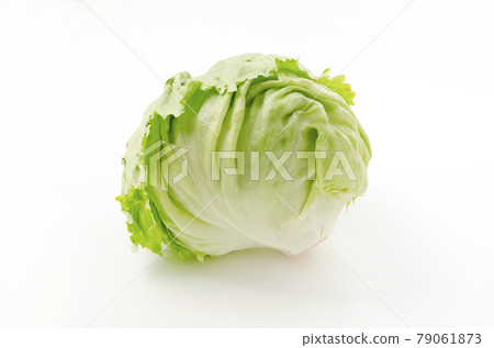 lettuce lettuce 79061873