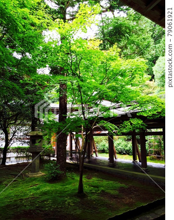 寺廟的新鮮綠色 寺廟的新鮮綠色 79061921