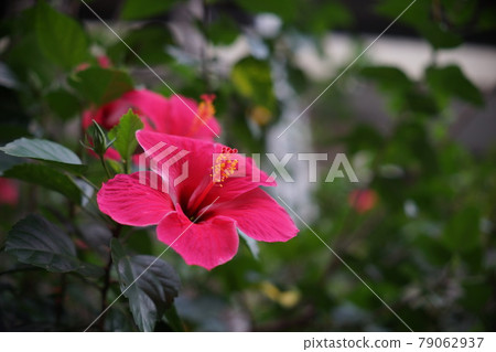 紅花朱槿Hibiscus risa-sinensis 紅花朱槿Hibiscus risa-sinensis 79062937
