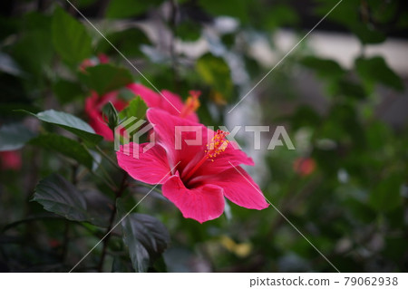 Hibiscus risa-sinensis Hibiscus risa-sinensis 79062938