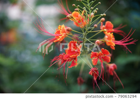Lycoris radiata Lycoris radiata 79063294