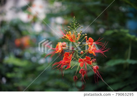Lycoris radiata Lycoris radiata 79063295