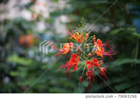 Lycoris radiata Lycoris radiata 79063298