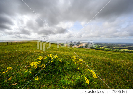 South Downs National Park, Sussex, UK near Firle Beacon. Yellow flowers with views over the Weald seen from the South Downs Way. The South Downs Way is a national trail popular with walkers. South Downs National Park, Sussex, UK near Firle Beacon. Yellow flowers with views over the Weald seen from the South Downs Way. The South Downs Way is a national trail popular with walkers. 79063631