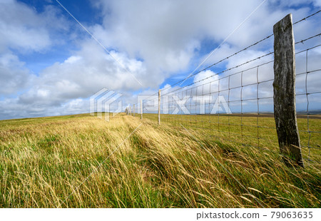 South Downs National Park, Sussex, UK near Firle Beacon. A fence and long grass in the sunshine on the route of the South Downs Way. The South Downs Way is a national trail popular with walkers. 79063635