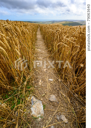 South Downs National Park, Sussex, England, UK. Footpath through a wheat field near Firle Beacon and Newhaven with views to the coast and English Channel. Wheat is a common crop on the South Downs. South Downs National Park, Sussex, England, UK. Footpath through a wheat field near Firle Beacon and Newhaven with views to the coast and English Channel. Wheat is a common crop on the South Downs. 79063640