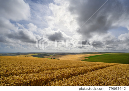 South Downs National Park, Sussex, England, UK. Wheat field near Firle Beacon and Newhaven with views to the south coast and English Channel. Wheat is a common crop on the South Downs. 79063642
