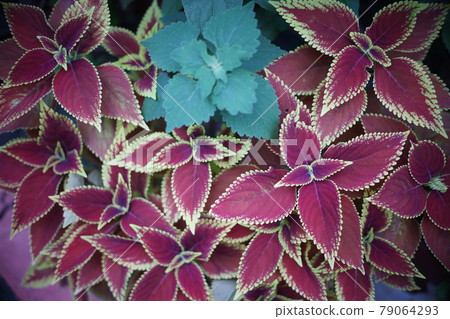 foliage plants 79064293