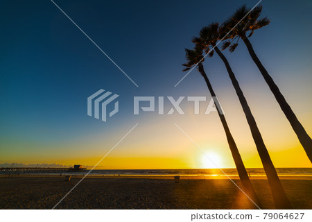 Palm trees by the sea in Newport Beach at sunset 79064627