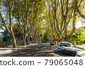 Plane trees in Promenade of the Janiculum 79065048