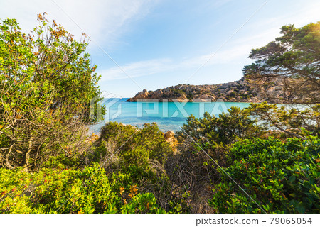 Plants by the sea in Spalmatore beach 79065054