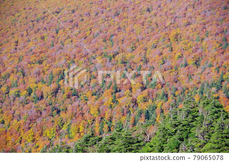 青森縣八甲田山的秋葉 青森縣八甲田山的秋葉 79065078