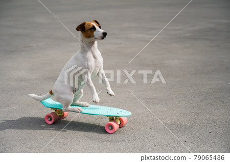 The dog rides a penny board outdoors. Jack russell terrier performing tricks on a skateboard 79065486