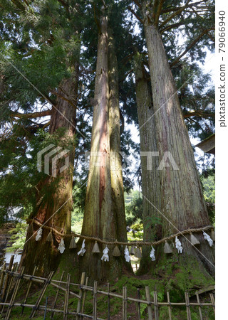 Koyasan Kongo Sanmaiin, Shinboku in the precincts, Koya Town, Wakayama Prefecture 79066940