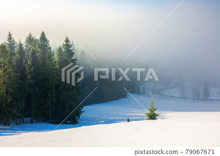 spruce trees in morning mist. enchanting winter nature scenery. light through fog. cold weather concept spruce trees in morning mist. enchanting winter nature scenery. light through fog. cold weather concept 79067671