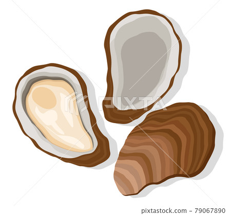 Oyster set on a white background. Top view. Oyster set on a white background. Top view. 79067890