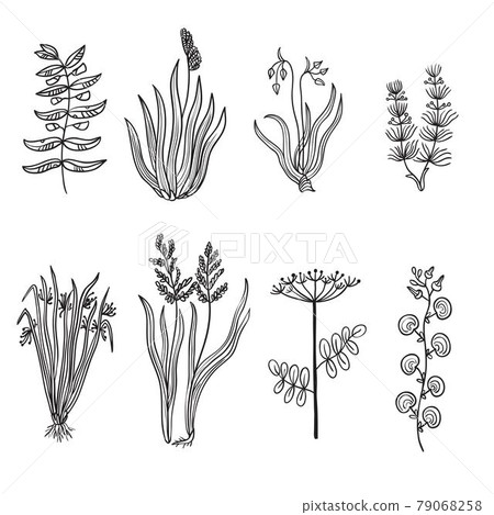 Big set of vintage original line art marsh plants. 79068258