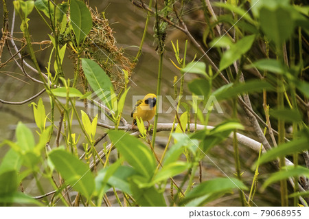 Asian Golden Weaver perching on grass stem in paddy field. Ploceus hypoxanthus bird in tropical forest Asian Golden Weaver perching on grass stem in paddy field. Ploceus hypoxanthus bird in tropical forest 79068955