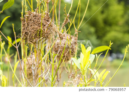 Asian Golden Weaver perching on grass stem in paddy field. Ploceus hypoxanthus bird in tropical forest 79068957