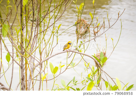 Asian Golden Weaver perching on grass stem in paddy field. Ploceus hypoxanthus bird in tropical forest Asian Golden Weaver perching on grass stem in paddy field. Ploceus hypoxanthus bird in tropical forest 79068958