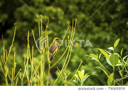Asian Golden Weaver perching on grass stem in paddy field. Ploceus hypoxanthus bird in tropical forest Asian Golden Weaver perching on grass stem in paddy field. Ploceus hypoxanthus bird in tropical forest 79068959