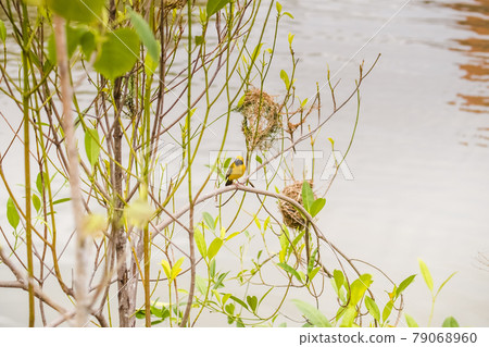 Asian Golden Weaver perching on grass stem in paddy field. Ploceus hypoxanthus bird in tropical forest Asian Golden Weaver perching on grass stem in paddy field. Ploceus hypoxanthus bird in tropical forest 79068960