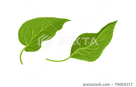 Green Petiolate Sunflower Heart-shaped Leaf with Veins Vector Set Green Petiolate Sunflower Heart-shaped Leaf with Veins Vector Set 79069357