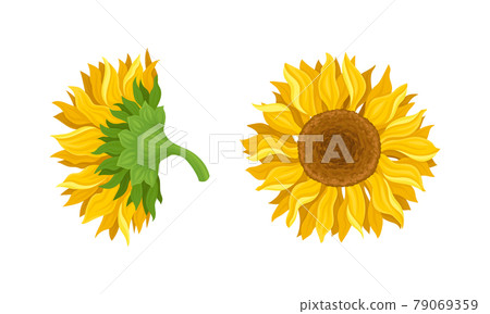 Sunflower Agricultural Plant with Yellow Petals and Seeds Vector Set Sunflower Agricultural Plant with Yellow Petals and Seeds Vector Set 79069359