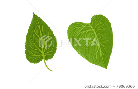 Green Petiolate Sunflower Heart-shaped Leaf with Veins Vector Set Green Petiolate Sunflower Heart-shaped Leaf with Veins Vector Set 79069360
