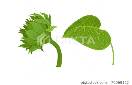 Sunflower Agricultural Plant on Green Stem Vector Set 79069362