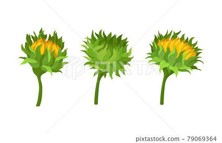 Sunflower Agricultural Plant on Green Stem Vector Set 79069364