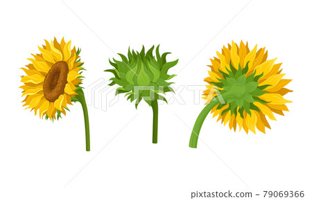 Sunflower Agricultural Plant with Yellow Petals and Seeds Vector Set 79069366