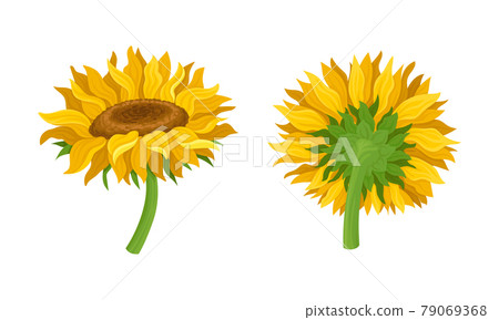 Sunflower Agricultural Plant with Yellow Petals and Seeds Vector Set Sunflower Agricultural Plant with Yellow Petals and Seeds Vector Set 79069368
