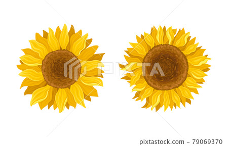 Sunflower Agricultural Plant with Yellow Petals and Seeds Vector Set 79069370