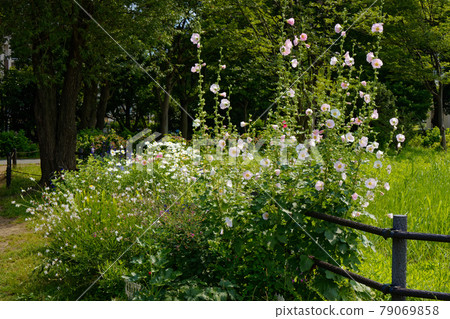 Pale pink hollyhock flowers, blue sky in the rainy season valley, Ogunohara Park Pale pink hollyhock flowers, blue sky in the rainy season valley, Ogunohara Park 79069858