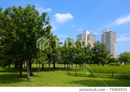小古野原公園森林幼葉上的鮮綠藍天 小古野原公園森林幼葉上的鮮綠藍天 79069859