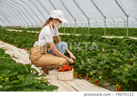Beautiful woman picking ripe strawberries in greenhouse.  79070131